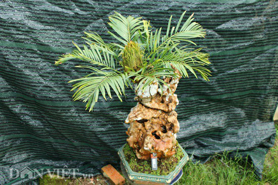 Cụ thiên tuế hơn 500 tuổi, có nụ hơn 1 năm vẫn chưa chịu nở hoa